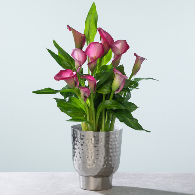 Afrikanische Calla Zantedeschia von BLUME2000 in Rosa und Grün - Bild 1