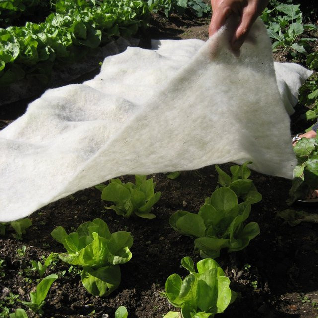 GardenWool Frostschutzmatte aus Wolle in Weiß zur Unterstützung deiner Pflanzen im Ziergarten oder für Zimmerpflanzen - Bild 1