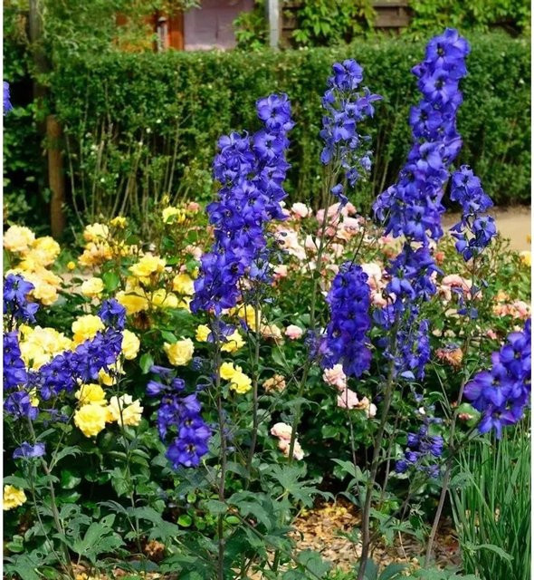 Rittersporn New Millennium Blue Lace Delphinium in Blau als mehrjährige Pflanze für Freiland und Kübel - Bild 1