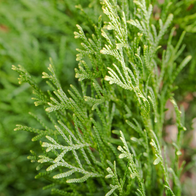 Lebensbaum-Hecke Smaragd mit 8 Pflanzen - Bild 1