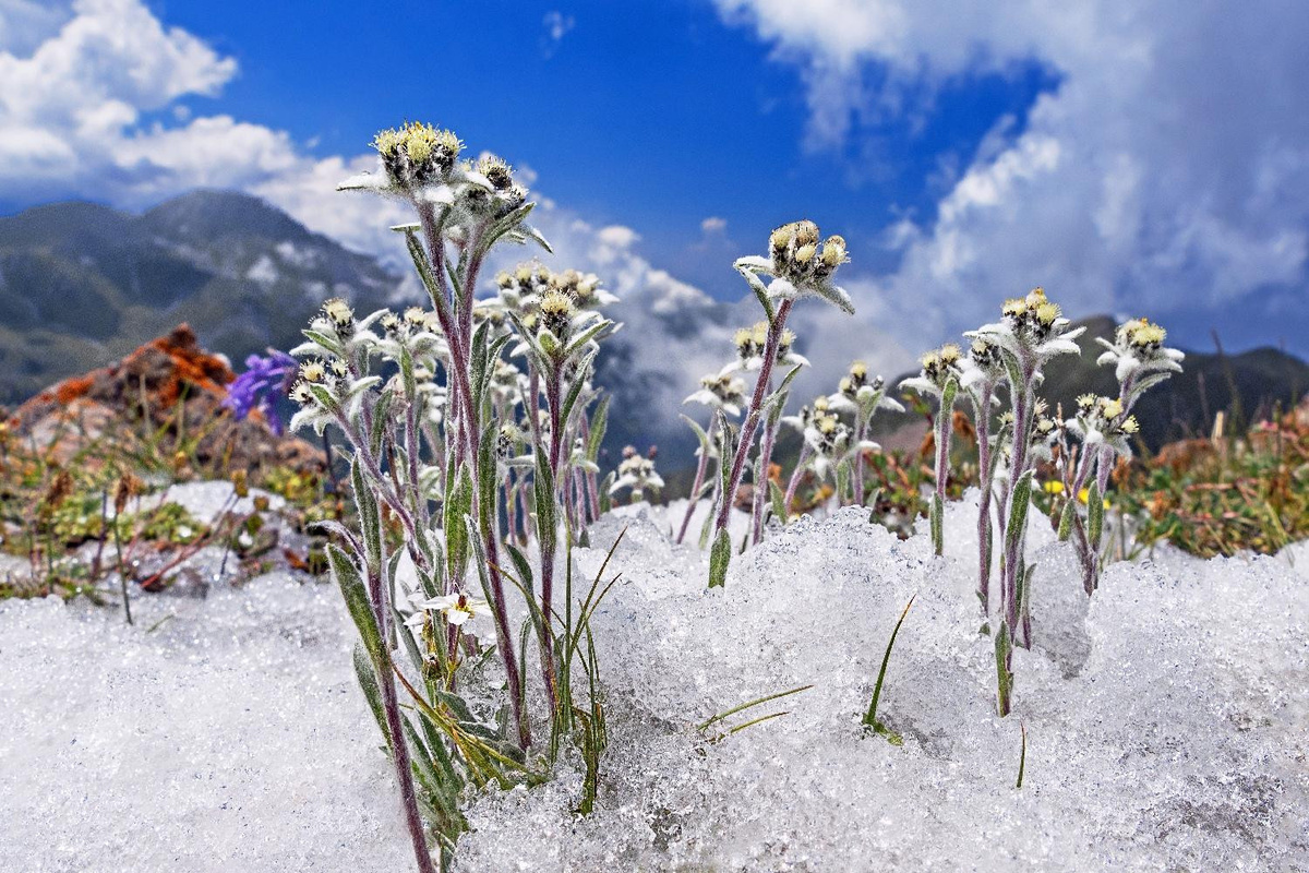 SAFLAX Edelweiss Samen Set mit Topfsubstrat für Leontopodium alpinum, 500 Stück - Bild 4