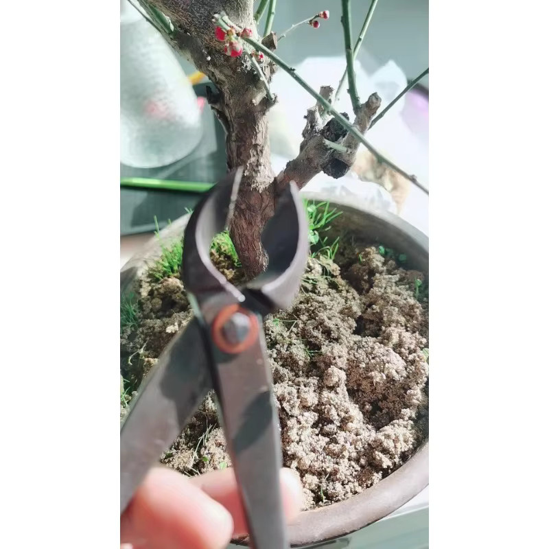 Bonsai-Schere aus geschmiedetem Stahl mit rundem Kopf in Schwarz für die Gartenarbeit und Baumpflege - Bild 5