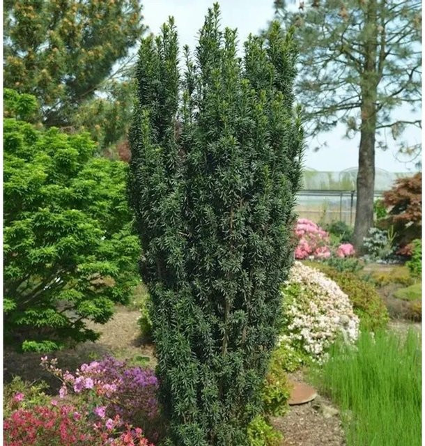 Dunkelgrüne Säuleneibe Pirat Taxus baccata Heckenpflanze von Nr-01.de - Bild 1