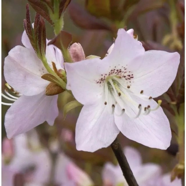 Koreanische Azalee Rhododendron schlippenbachii in Pink, Die Nr-01.de - Bild 1