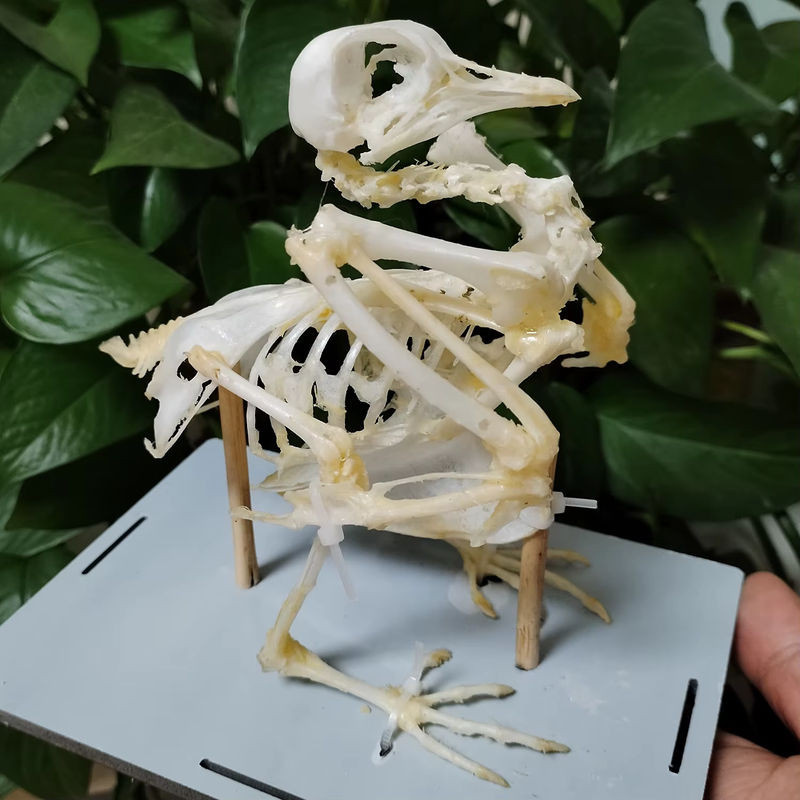 Tauben-Skelett-Modell von ORIGIFTS in Weiß als anatomisches Vogelknochen-Präparat für den naturwissenschaftlichen Unterricht und als Tischdekoration - Bild 1