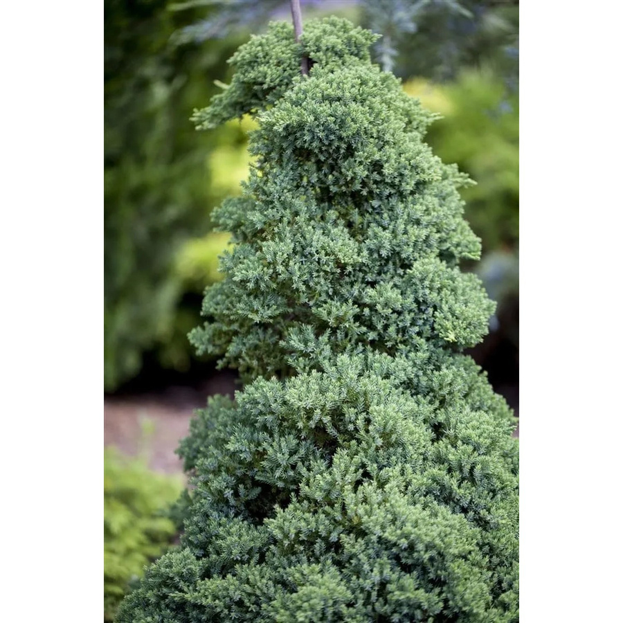 Juniperus Procumbens Nana Kriech-Wacholder als Bodendecker in Grün, Blau und Grau, Höhe: 30 cm - Bild 2