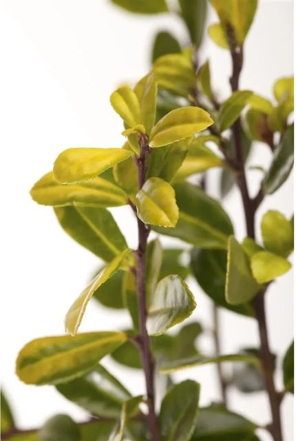 Ilex Crenata Golden Gem Japanische Stechpalme Goldgelb 20–25 cm - Bild 1