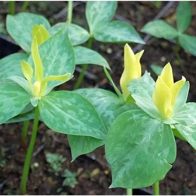 Gelbe Waldlilie Trillium luteum als mehrjährige Gartenpflanze - Bild 1