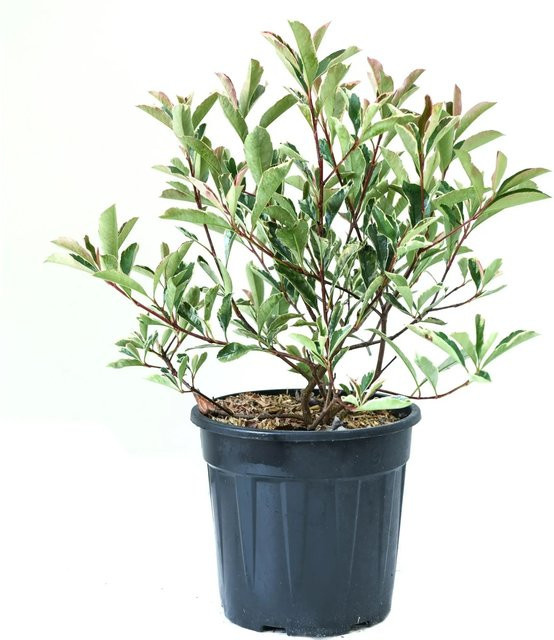 GROW by OBI Glanzmispel Photinia x fraseri Pink Marble Heckenpflanze in Topf, Höhe: ca. 25-30 cm, Topf-Durchmesser: ca. 10 cm - Bild 1