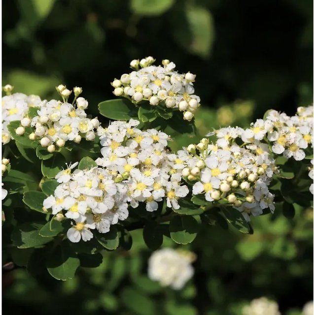 Japanische Strauchspiere Snowmound Spiraea nipponica als weiße Heckenpflanze oder Solitärpflanze von Nr-01.de - Bild 1