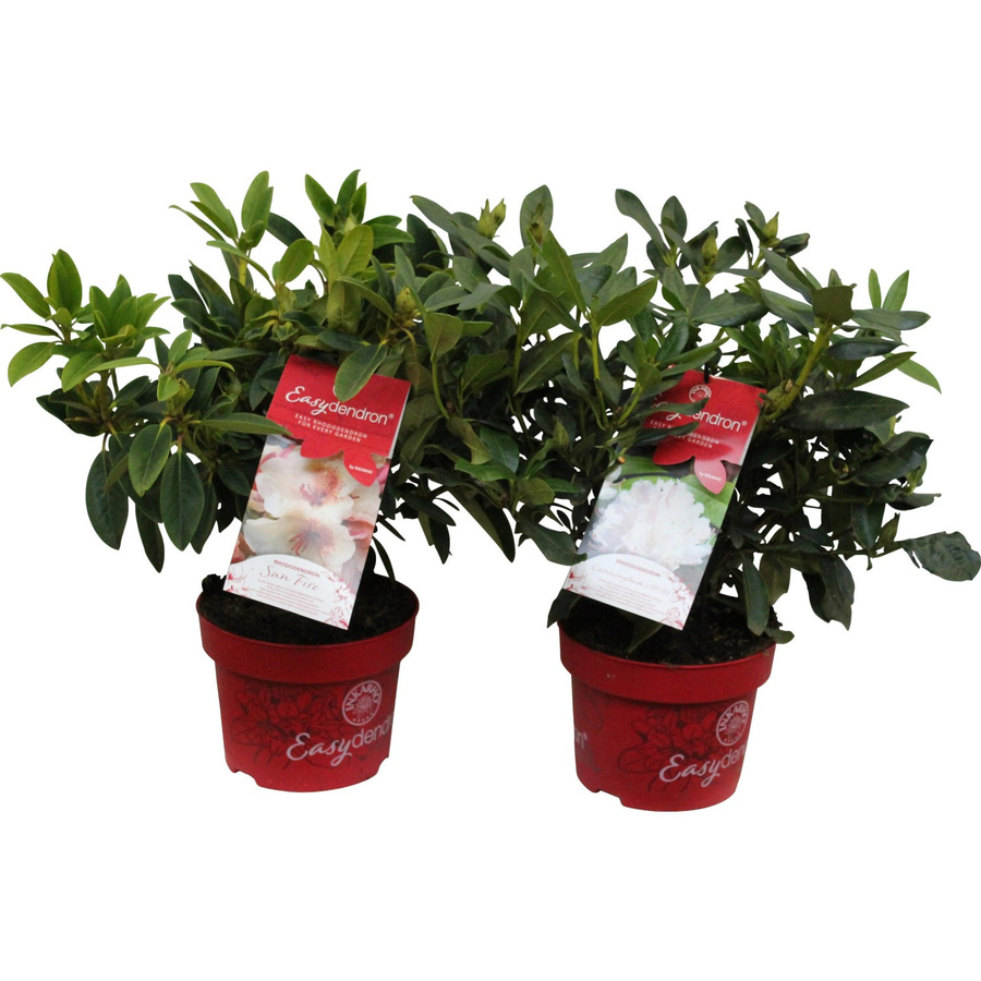 GROW by OBI Rhododendron Inkarho Easydendron Zierstrauch, Höhe: ca. 30 - 40 cm - Bild 2