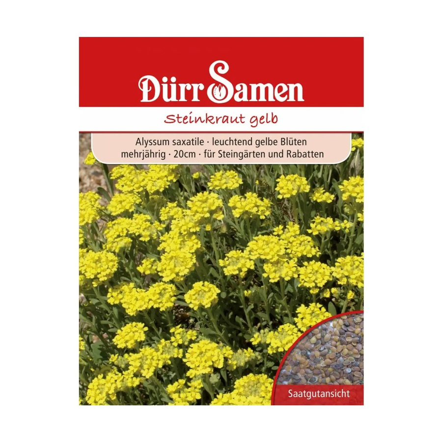 Dürr Alyssum Saxatile Steinkraut Saatgut für Steingärten, Beete und Rabatten - Bild 2