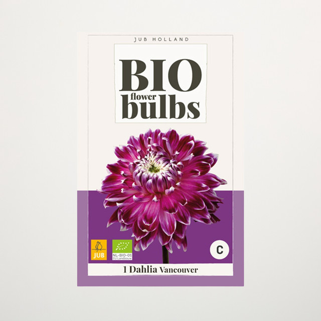 BIO Dahlie Vancouver Knolle von BLUME2000 - Bild 1