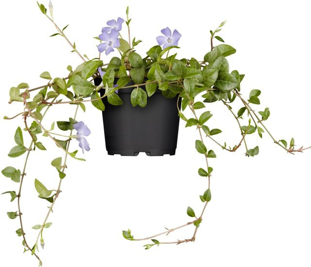 Immergrüne Vinca minor Helix als Bodendecker in Blauviolett, Topf-Durchmesser: 9 cm - Bild 1