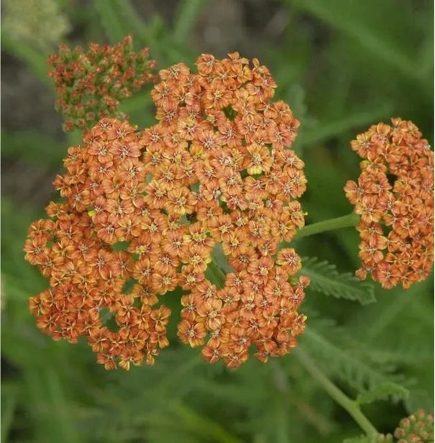 Achillea millefolium Schafgarbe in Terracotta, mehrjährige Zierpflanze für den Staudengarten in Orange und Braun - Bild 1