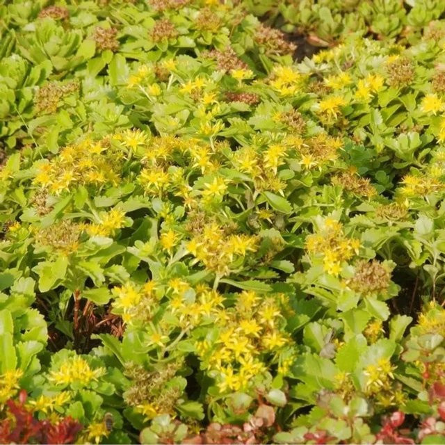 Kamtschatka Fetthenne Sedum kamtschaticum gelb grün als mehrjährige Gartenpflanze von Nr-01.de - Bild 1