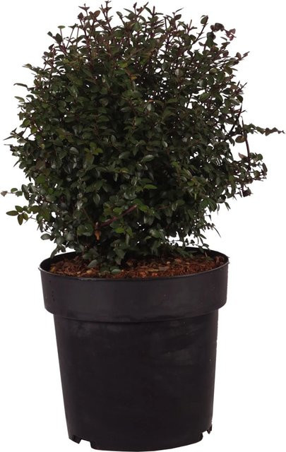 GROW by OBI Heckenmyrte Garden Clouds Purple Storm Lonicera als Heckenpflanze im 4,5l Topf, Höhe: 30 cm - Bild 1
