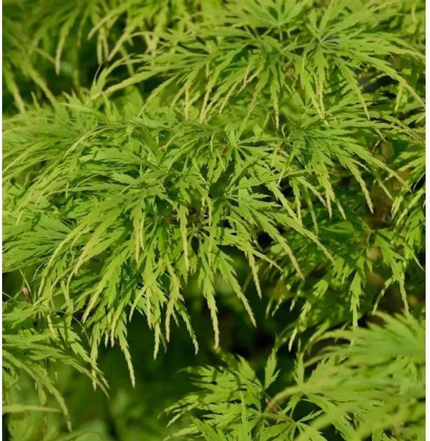 Hochstamm Fächerahorn Dissectum Viridis Acer palmatum in Grün und Orange, Höhe: 80-100 cm - Bild 1