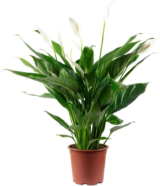 Value Greens Spathiphyllum Einblatt mit 4-8 Blüten, Grün und Weiß, Höhe: 70 cm, Topf-Durchmesser: 17 cm - Bild 1