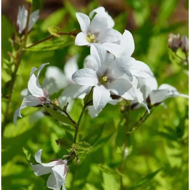 Doldenglockenblume Alba Campanula actiflora weiße Staude für den Außenbereich - Bild 1