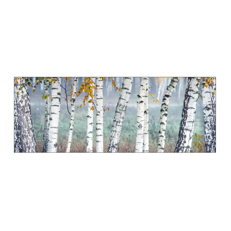 MySpotti Küchenrückwand Profix Cucina in Birkenwald Optik und Weiß mit Aluminium-Abschluss B: 160 cm, H: 60 cm - Bild 1