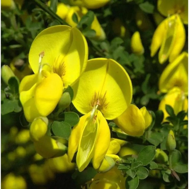 Besenginster Cytisus scoparius gelb grün von Nr-01.de (Höhe: 60-80 cm) - Bild 1