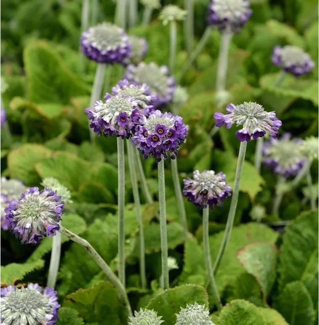 Primula capitata Kopf Primel von Nr-01.de als mehrjährige Pflanze für den Außenbereich - Bild 1