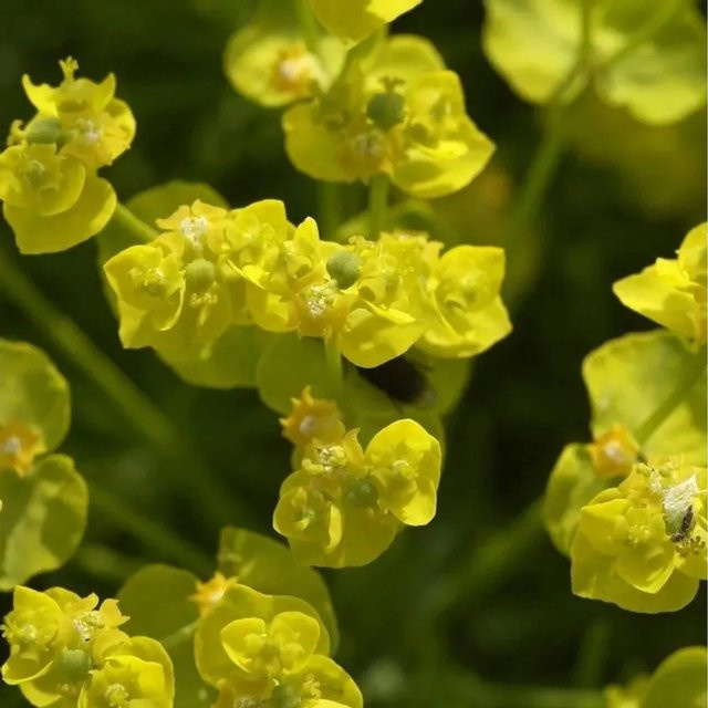 Euphorbia cyparissias Zypressen-Wolfsmilch als mehrjährige Staude und Bodendecker von Nr-01.de - Bild 1