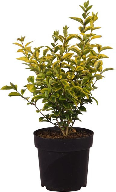 GROW by OBI Goldliguster Aureum Ligustrum ovalifolium Heckenpflanze im Topf, Höhe: 40 cm, Volumen: 2,8 l - Bild 1