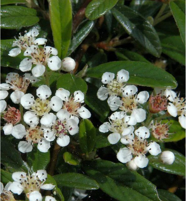Cotoneaster Kriechmispel Gnom Hochstamm 80-100 cm - Bild 1