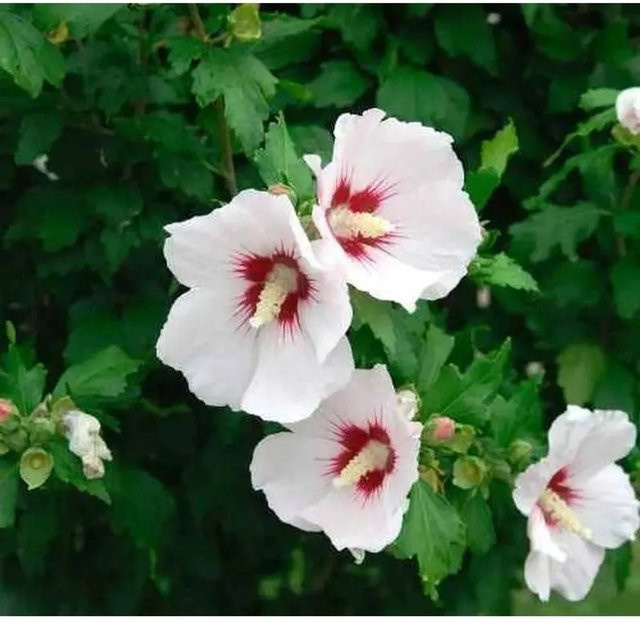Garteneibisch Helen Hibiscus als Zierstrauch für deinen Garten - Bild 1
