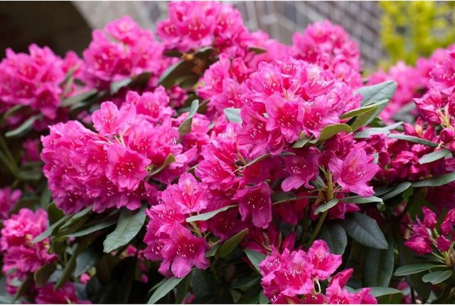 Rhododendron Hybr. Dr. H. C. Dresselhuys Immergrün, rosa Zierstrauch, 40–50 cm - Bild 1
