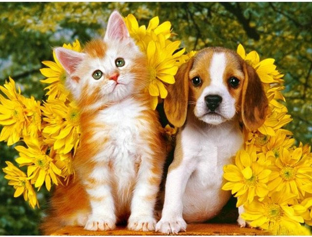 FIYO DIY Diamantmalerei Katze und Hund als Motivierte Stickerei Kunstbild in Mehrfarbig, B/H: 30 x 20 cm - Bild 1