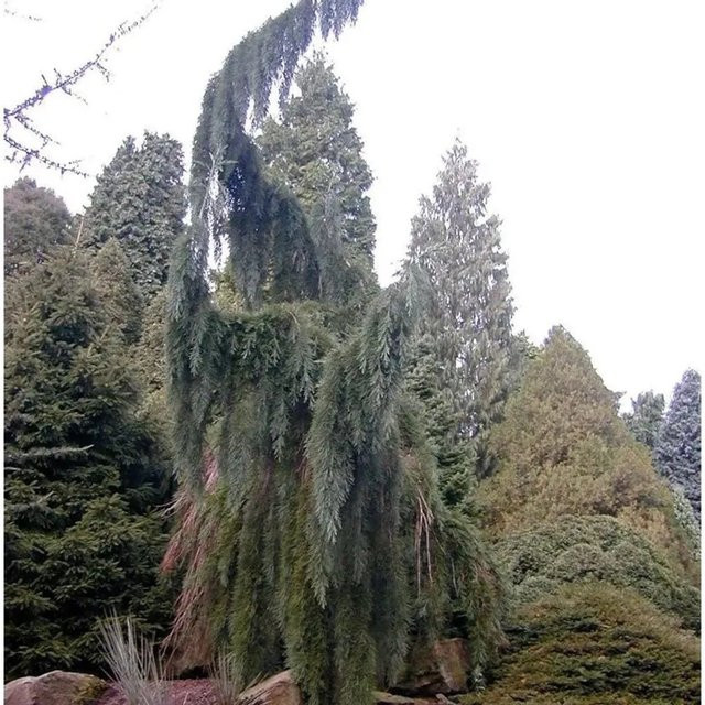Überhängender Mammutbaum Sequoiadendron giganteum von Nr-01.de, Höhe: 80-100 cm, Grün - Bild 1