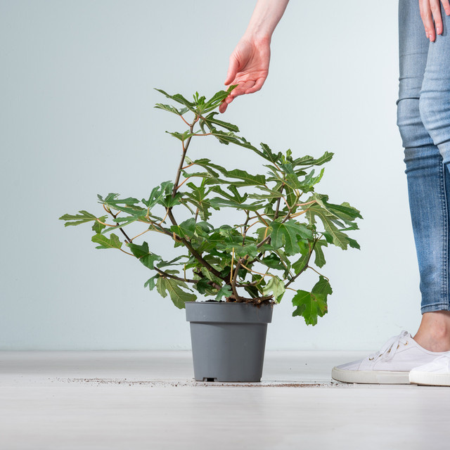 BLUME2000 Ficus carica Little Miss Figy Kübelpflanze als Zimmerpflanze - Bild 1