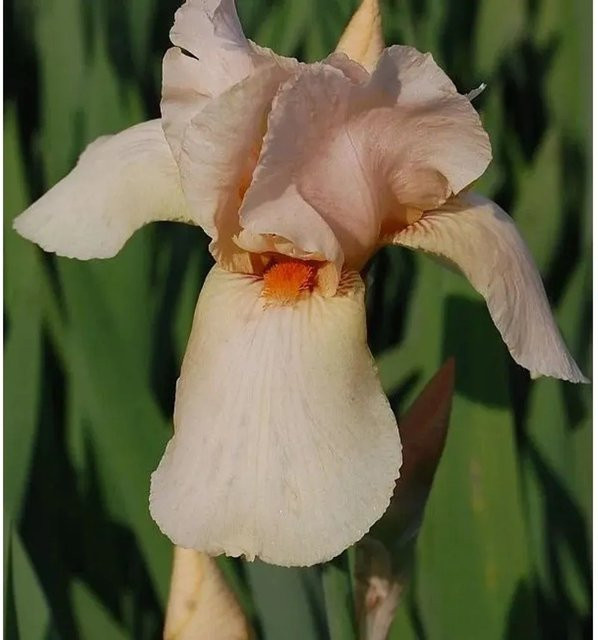 Schwertlilie Nel Jape Iris barbata als mehrjährige Beetpflanze für deinen Garten - Bild 1
