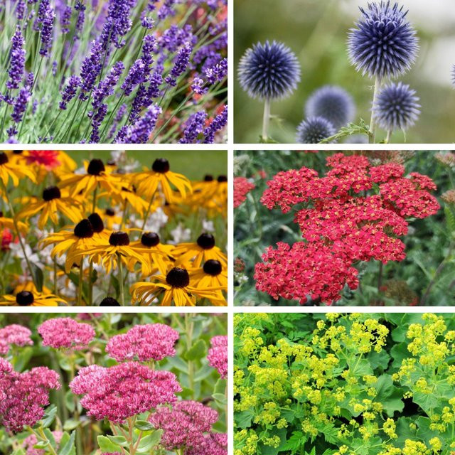 Stauden-Set Insektenfreundliche Sonnenkünstler von Mein schöner Garten Shop, 12 bunte Pflanzen für Staudenbeete und Rabatten - Bild 1