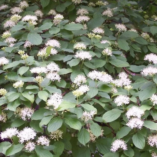 Arborix Roter Hartriegel Cornus sanguinea mit roten Beeren im Container, Höhe: 60 bis 80 cm - Bild 1