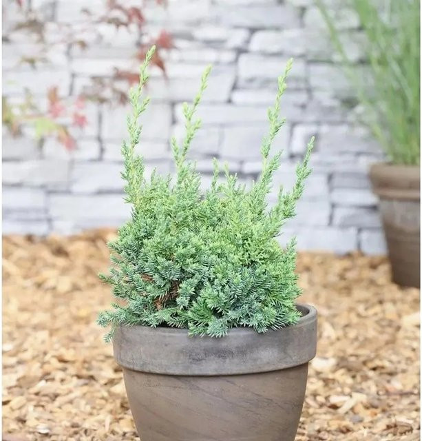 Strauchwacholder Juniperus chinensis Robust Green für den Außenbereich - Bild 1