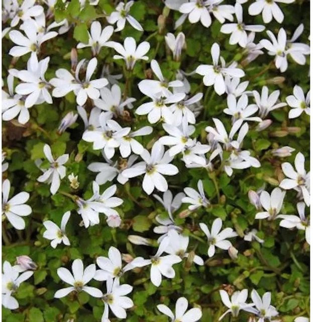 Pratia pedunculata Bubikopf Treadwellii - Blühende Bodendecker-Staude in Weiß und Blau - Bild 1