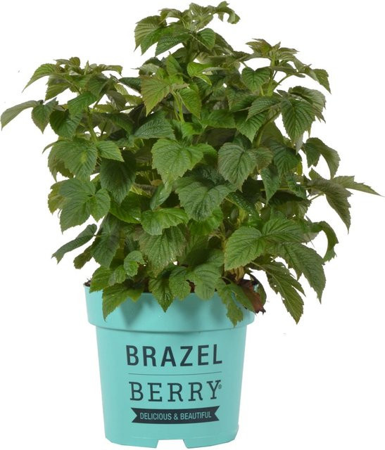 Rubus BrazelBerry Himbeere Raspberry Shortcake Beerenstrauch im Topf, Höhe: 25-30 cm - Bild 1