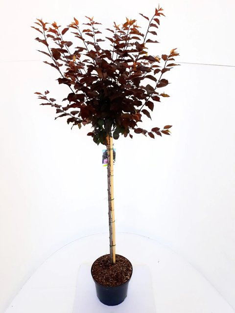 Pflanzen-Boering Blutpflaume Prunus Nigra Hochstamm mit einer Gesamthöhe von 250 cm und einer Stammhöhe von 180 cm - Bild 1