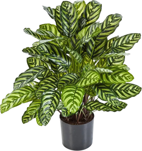 Künstliche Calathea Emil von Aplanta, grün, Höhe: 80 cm - Bild 1