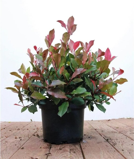 Photinia Fraseri Little Red Robin Glanzmispel Rot pflegeleicht 40–60 cm - Bild 1