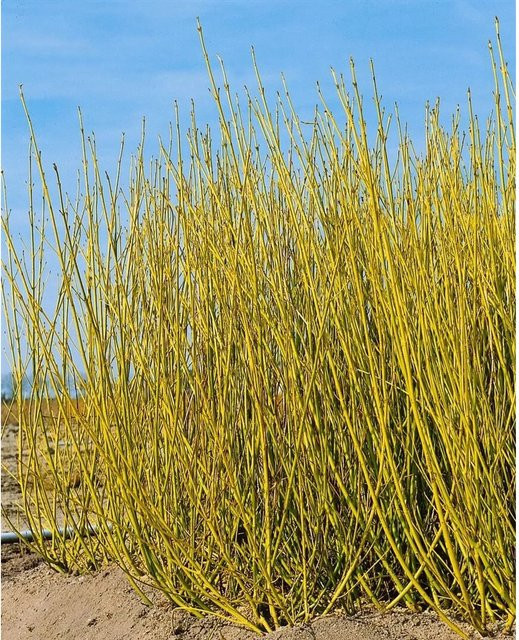 Cornus Stolonifera Flaviramea Gelbholz-Hartriegel von Pflanzen für dich, 80–100 cm - Bild 1