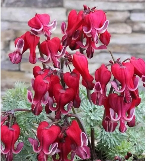 Zwergherzblume Burning Hearts Dicentra formosa als winterharte Staude für Staudenbeete und Gehölze - Bild 1