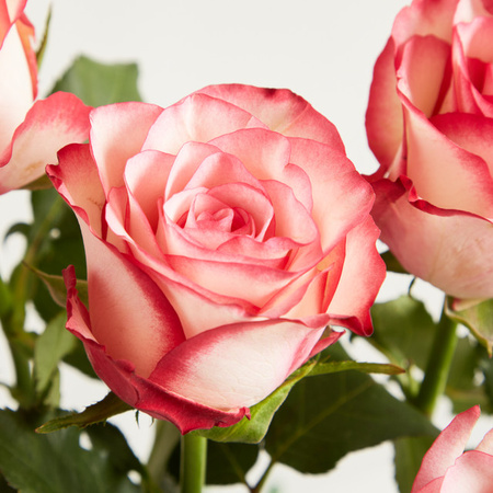 Blume2000 Rosen Pink mit Gypsophila