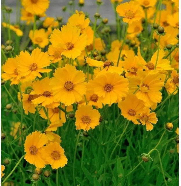 Coreopsis lanceolata Mädchenauge Goldfink gelbe Staude für das Beet - Bild 1
