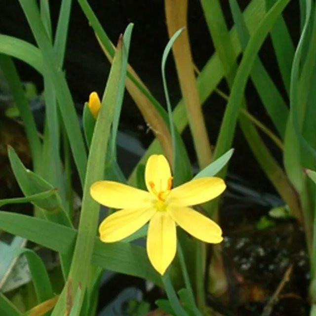 6er Set Arborix Binsenlilie Sisyrinchium californicum gelb, immergrüne Staude im 9 cm Topf - Bild 1