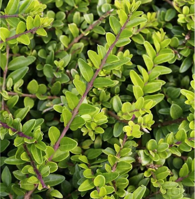 10er Set Heckenmyrte Lonicera nitida Maigrün als Heckenpflanze und Bodendecker in Grün - Bild 1